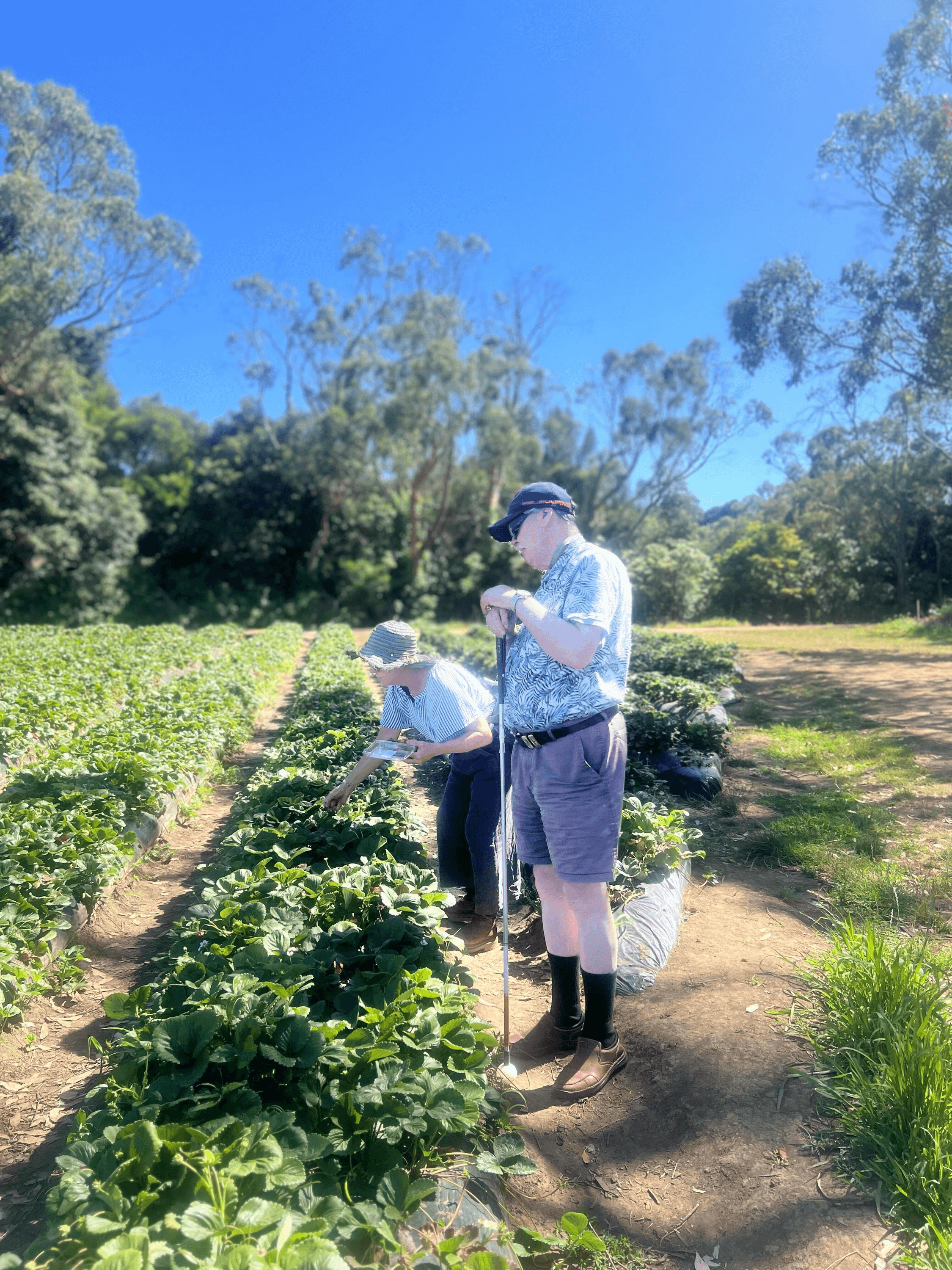 Two participants picking strawberries on a clear day.